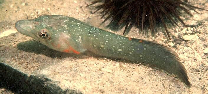 Lepadogaster candolii_876